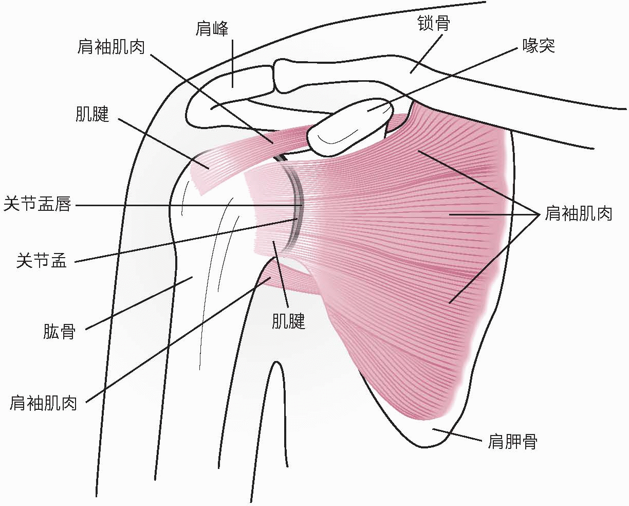 肩关节损伤知多少？